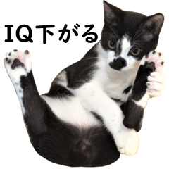 [LINEスタンプ] とぅんのとと2