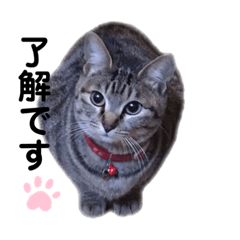 [LINEスタンプ] ララとタマのスタンプ