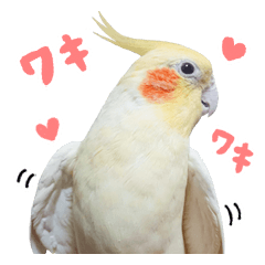 [LINEスタンプ] オカメインコのふくちゃんスタンプ3