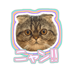 [LINEスタンプ] ちゃちゃまるとコメ