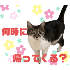 [LINEスタンプ] niu＆ulu+愉快な仲間たち