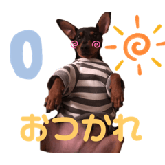 [LINEスタンプ] ミニチュアピンシャーの日々