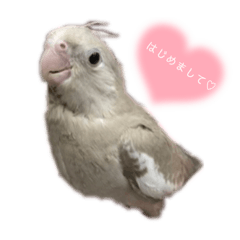 [LINEスタンプ] わがやのミントチョコチップちゃん