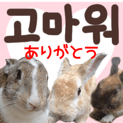 [LINEスタンプ] 『韓国語』うさぎ島のうさぎ実写スタンプ