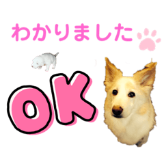 [LINEスタンプ] ワンダフル ぶぶ