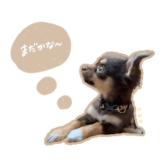 [LINEスタンプ] ウルくんスタンプ.