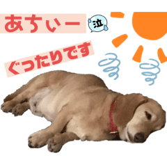[LINEスタンプ] 可愛いダックスで簡単メッセージ！