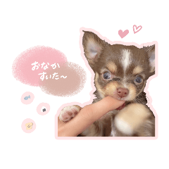 [LINEスタンプ] ラニちゃんスタンプ