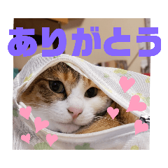 [LINEスタンプ] 毎日わらび