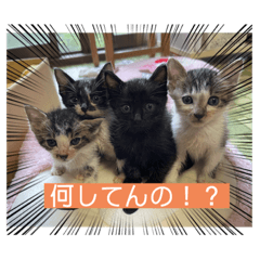 [LINEスタンプ] 杉村家の猫ちゃんたち