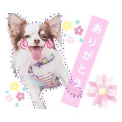 [LINEスタンプ] アリスの日常で使える言葉