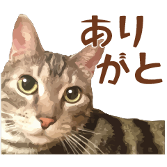 [LINEスタンプ] アメショのルンちゃんの日常2