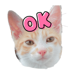[LINEスタンプ] 今日のきなこスタンプ