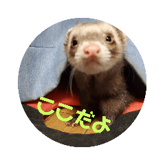 [LINEスタンプ] いつも元気だよ