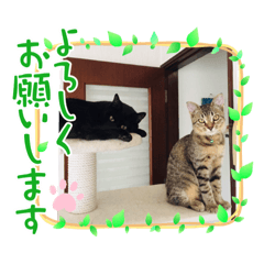 [LINEスタンプ] 黒猫メロンくんとキジトラ猫メイちゃん☆10