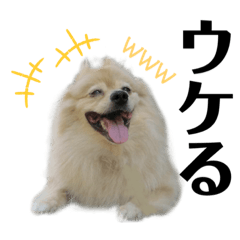 [LINEスタンプ] 仲間で一緒に①！巨大ポメラニアンと黒猫