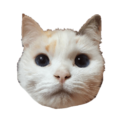 [LINEスタンプ] 猫のしぃちゃん1