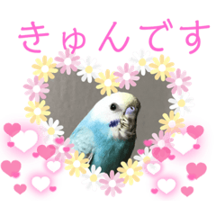 [LINEスタンプ] セキセイインコのミィちゃんスタンプ♡♪