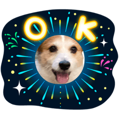 [LINEスタンプ] ジャックラッセルテリアの宙
