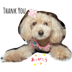 [LINEスタンプ] 可愛いトイプードルのティアラ