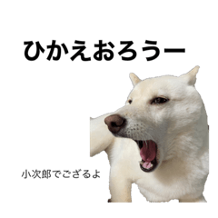 [LINEスタンプ] こじこてことござる編