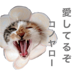[LINEスタンプ] しもてぃーず6
