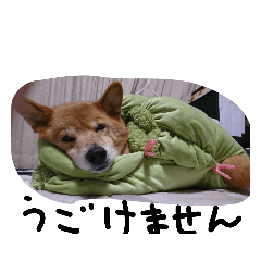 [LINEスタンプ] 柴犬×コーギー＝チョコ