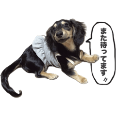 [LINEスタンプ] ダックスのエデルさん。（敬語まじりver.）
