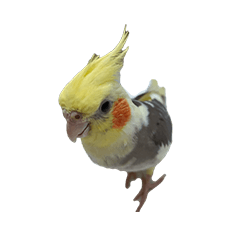 [LINEスタンプ] オカメインコ、ハウスペットトマト、表情