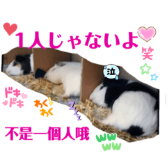 [LINEスタンプ] モルモットちょこ天竺鼠(日本語と台湾語)