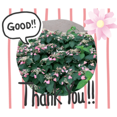 [LINEスタンプ] お花でお話！