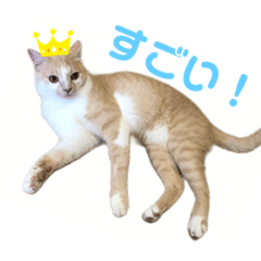[LINEスタンプ] 茶白猫 ラテのスタンプ