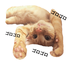 [LINEスタンプ] とらちゃんスタンプ 1
