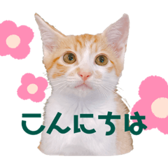 [LINEスタンプ] 今日のきなこスタンプ2