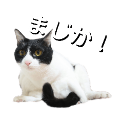 [LINEスタンプ] 小春とスフィとにけ