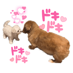 [LINEスタンプ] ココロコのスタンプ