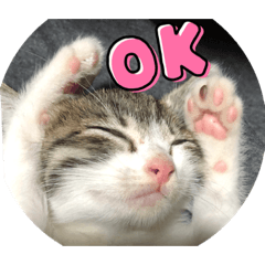 [LINEスタンプ] キジシロくうちゃん