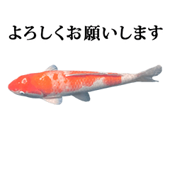 [LINEスタンプ] 錦鯉 紅白 と 敬語