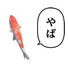 [LINEスタンプ] 錦鯉 紅白 と ふきだし