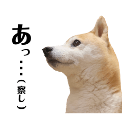 [LINEスタンプ] 我が家の柴わんこ4.