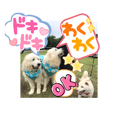 [LINEスタンプ] 白柴ワン太日常5