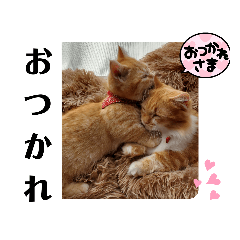 [LINEスタンプ] むぎ＆がんちゃんミヌエット猫スタンプ 2