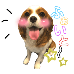 [LINEスタンプ] キャバリアのクレアちゃん