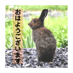 [LINEスタンプ] 野生うさぎのぴょんすけの日常～敬語含む～