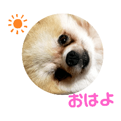 [LINEスタンプ] ポメの日常シンプルスタンプ