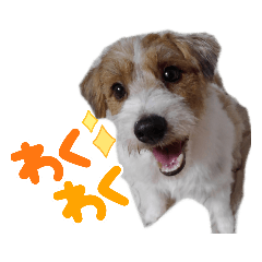 [LINEスタンプ] ジャックラッセル元気なてっちゃん