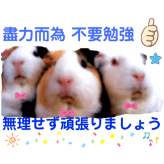 [LINEスタンプ] 癒しモルモット天竺鼠CHOCO Families