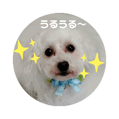 [LINEスタンプ] プードルのひなたちゃん