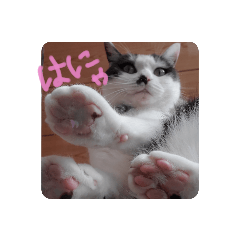 [LINEスタンプ] 猫のみるくスタンプ