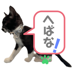 [LINEスタンプ] おにぎり猫のハン♂